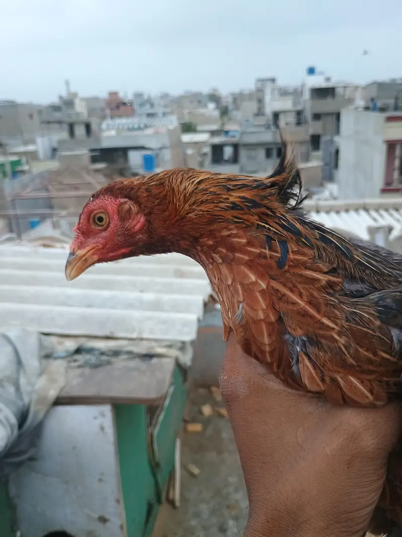 laka hen — photo 3