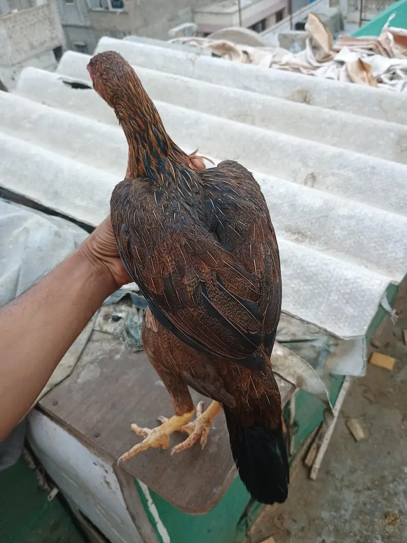 laka hen — photo 4