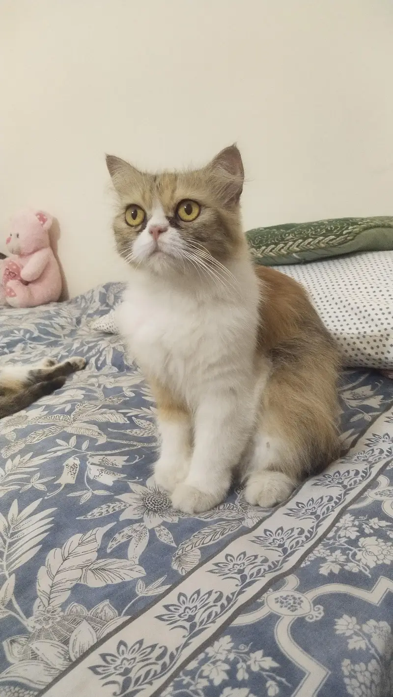 Triple Coat Persian cat for sale — photo 2