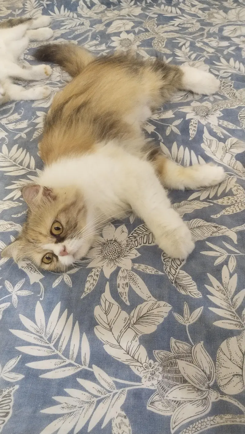 Triple Coat Persian cat for sale — photo 3