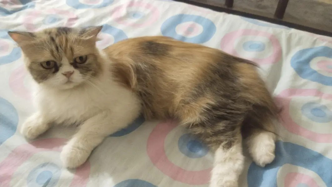 Triple Coat Persian cat for sale — photo 5