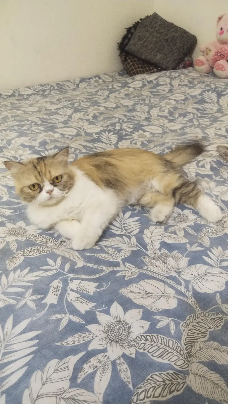 Triple Coat Persian cat for sale — photo 6