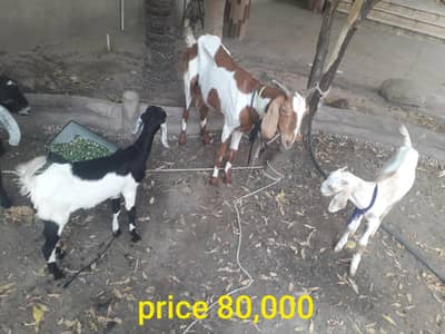 Female goat with two babies