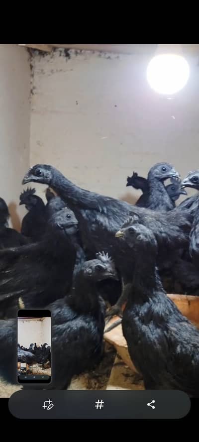 pure Indonesian ayam cemani black tounge