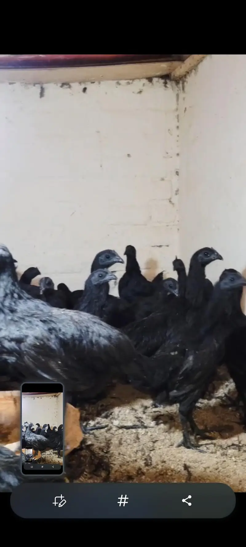 pure Indonesian ayam cemani black tounge — photo 2