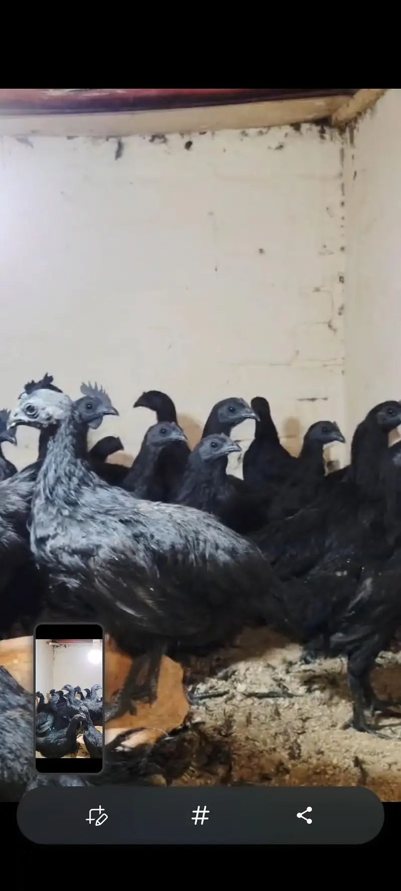 pure Indonesian ayam cemani black tounge — photo 3