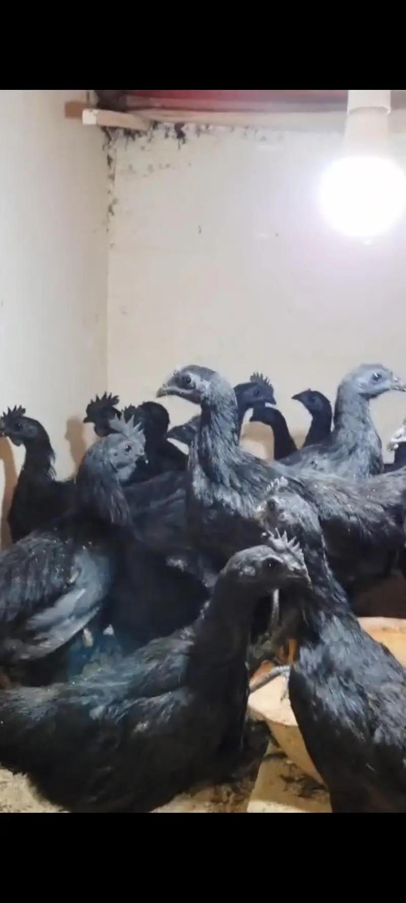 pure Indonesian ayam cemani black tounge — photo 4