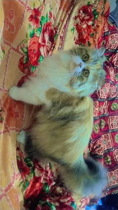 Triple Coat Persian cat for sale
