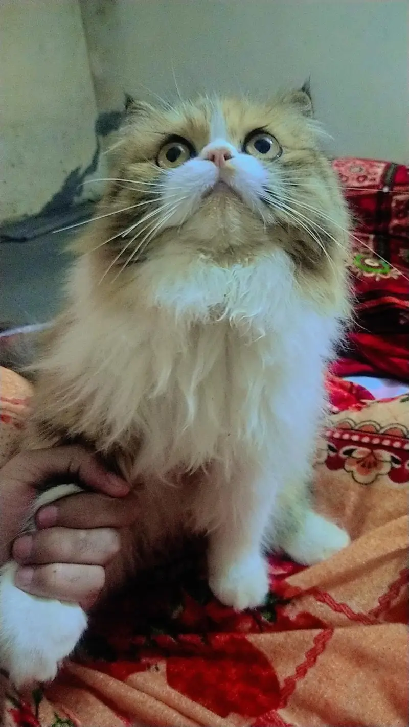 Triple Coat Persian cat for sale — photo 4