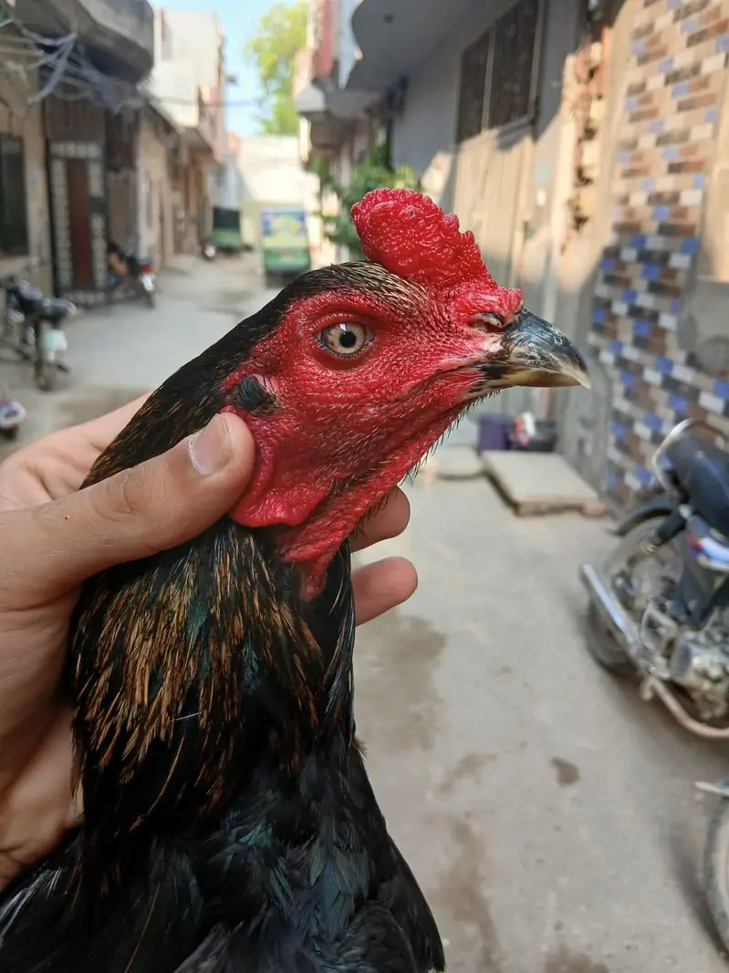 Asheel murga — photo 4