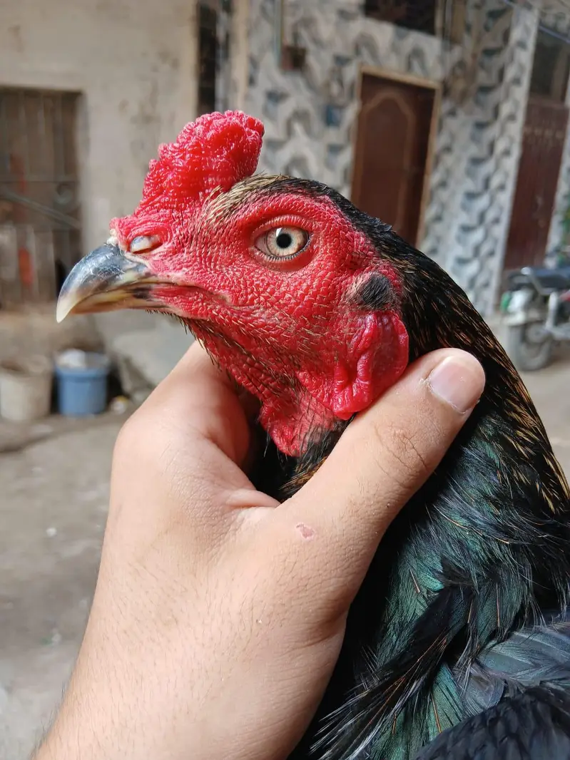 Asheel murga — photo 5