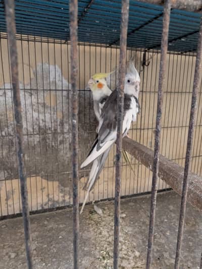 Cockatiel yello and grey pair, white eno red eyes male