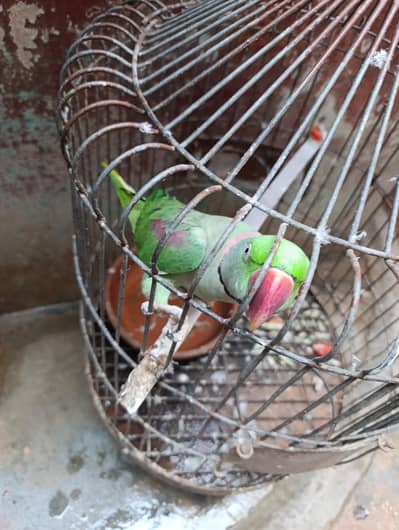 green parrot