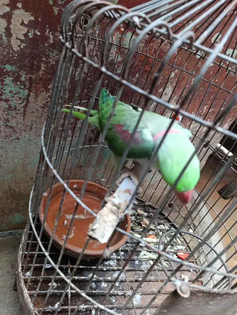 green parrot — photo 2
