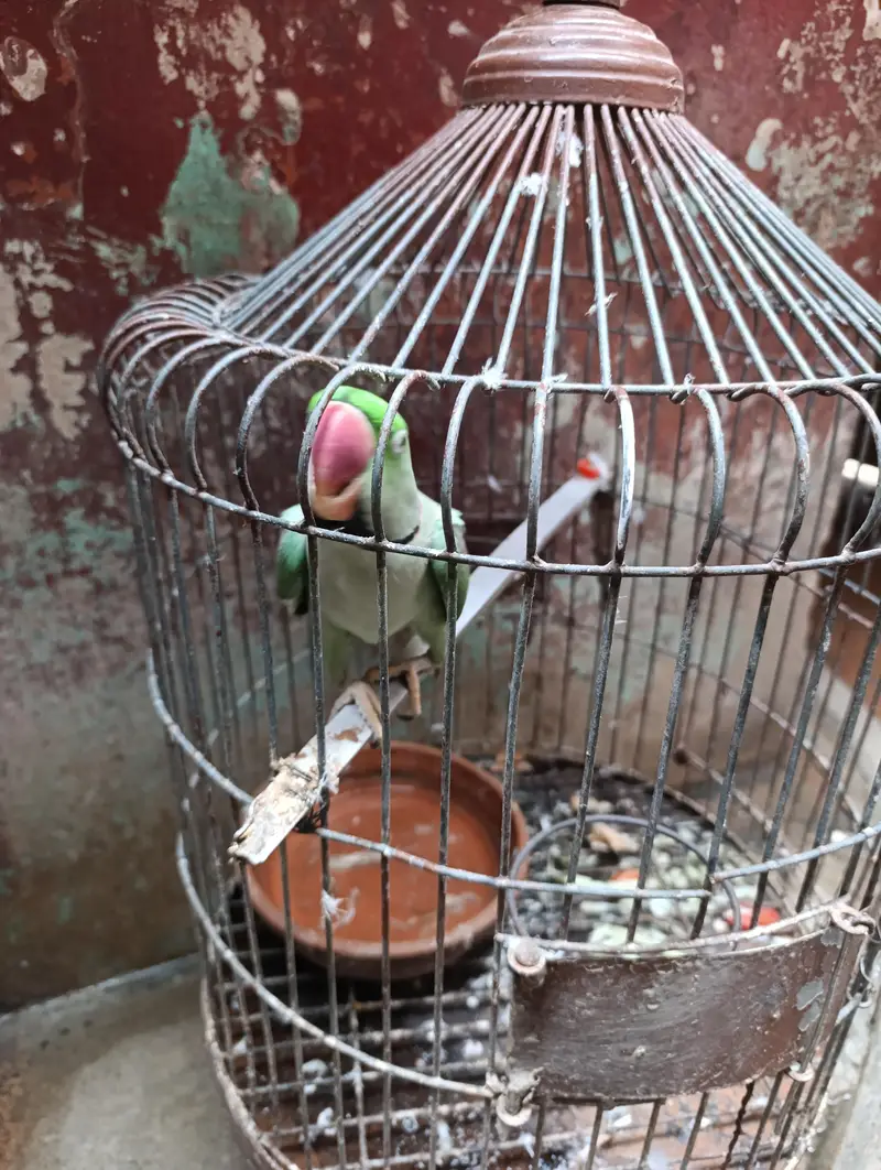green parrot — photo 3