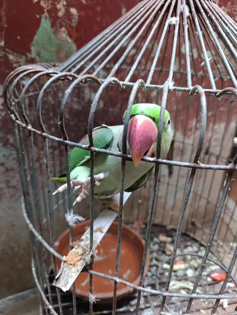 green parrot — photo 4
