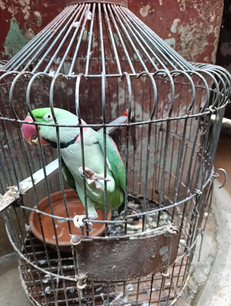 green parrot — photo 5