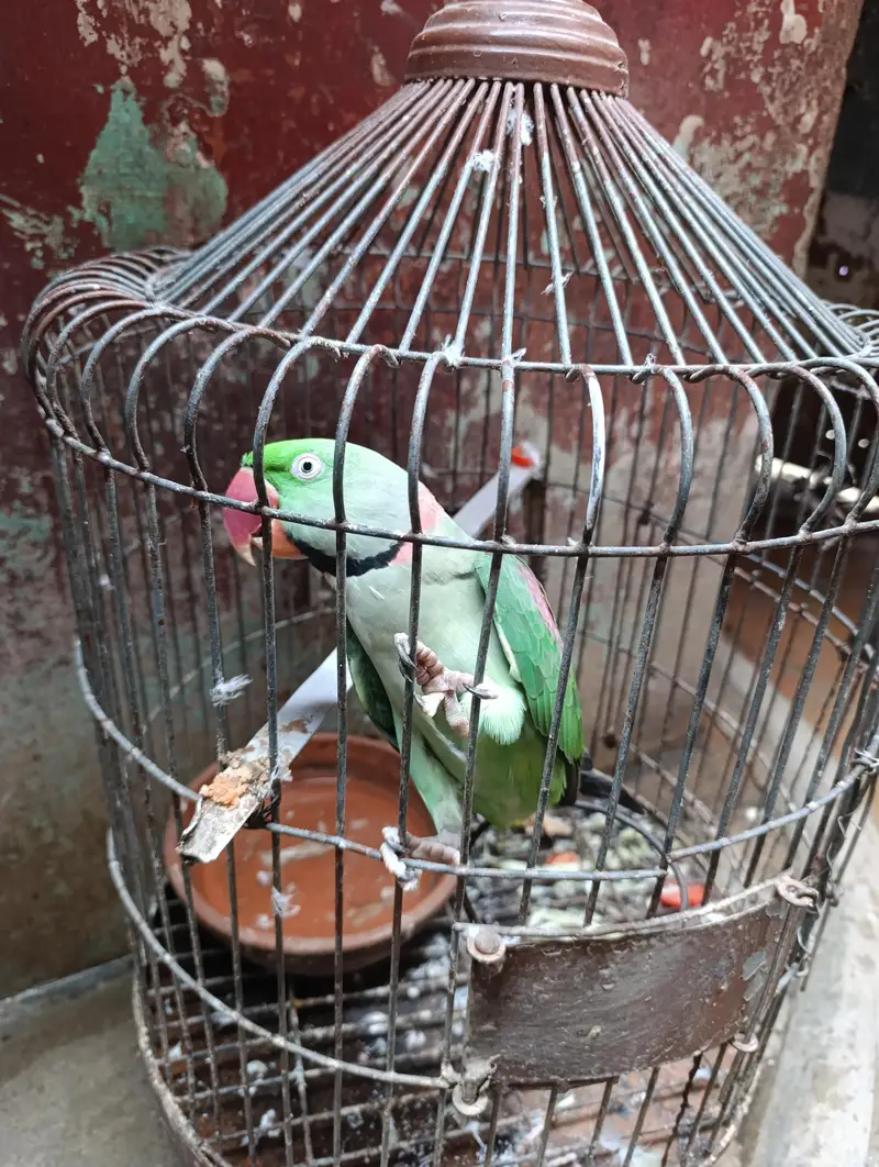 green parrot — photo 6