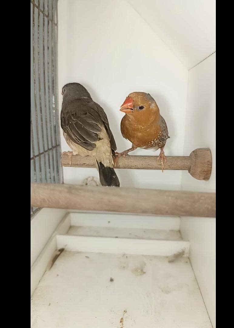 full orange pair 1