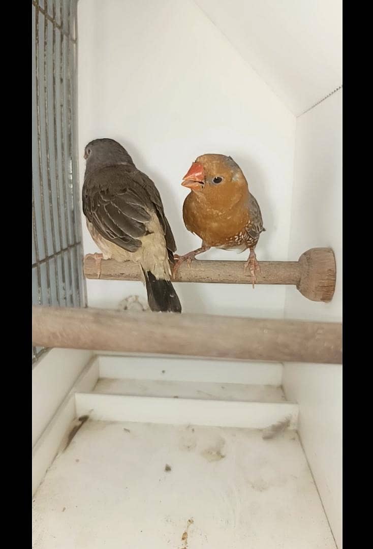 full orange pair 2