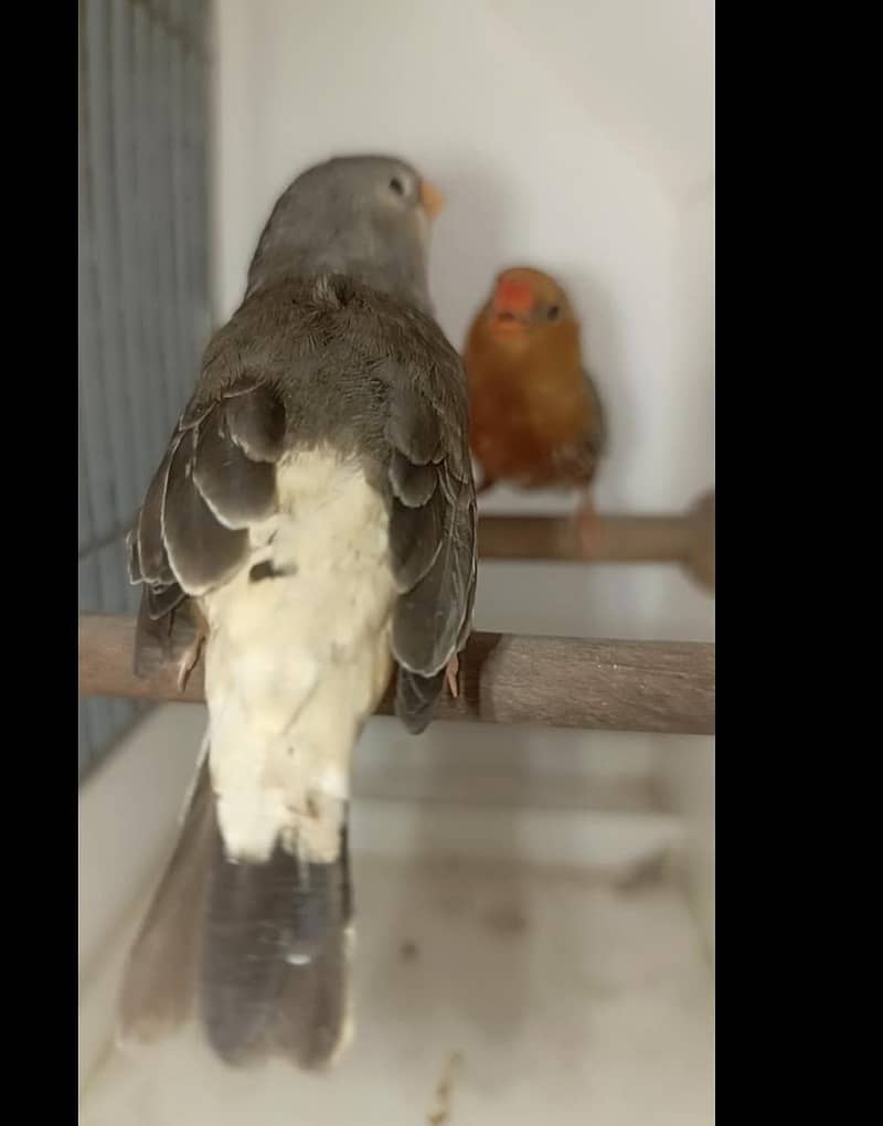 full orange pair 3