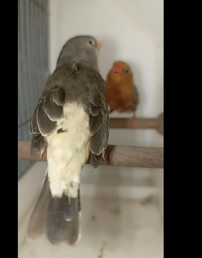 full orange pair — photo 4