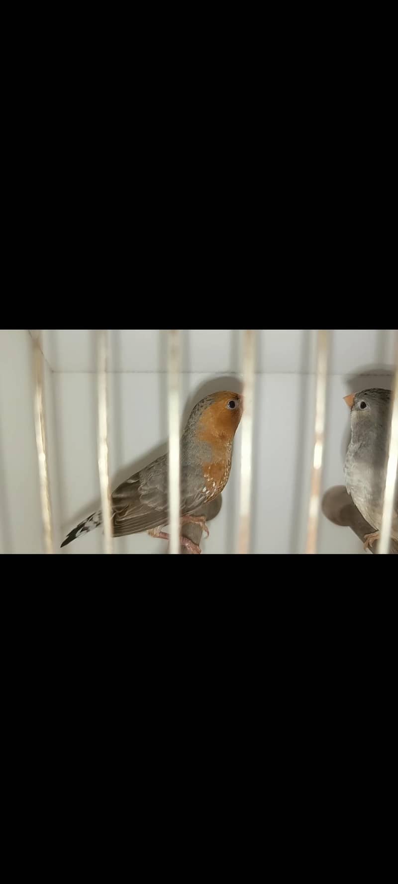 full orange pair 4