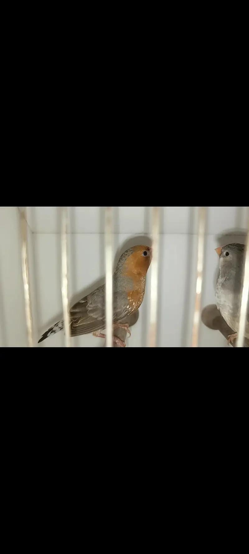 full orange pair — photo 5
