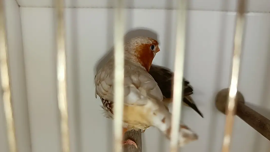 full orange pair — photo 8