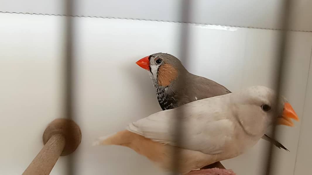 full orange pair 9