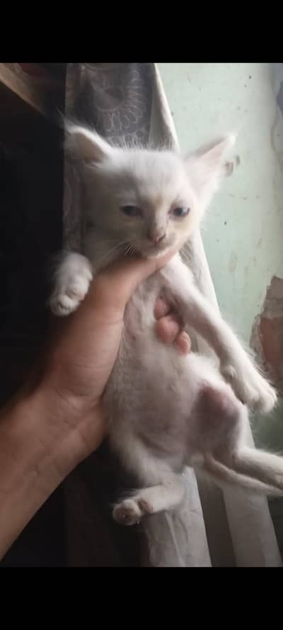 persion cat