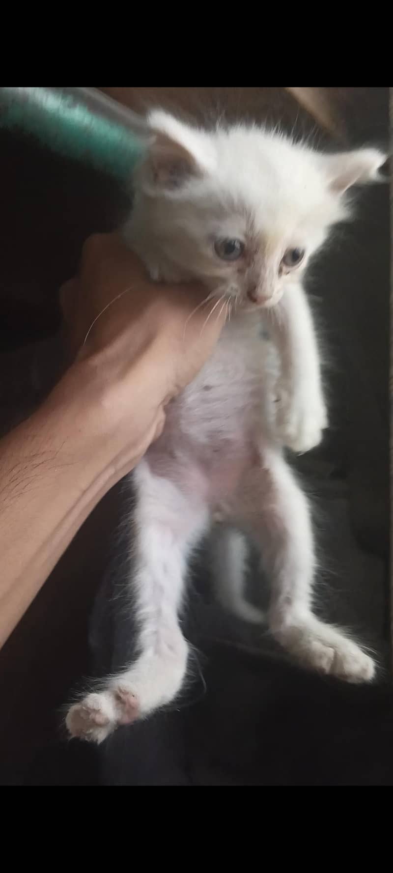 persion cat 1