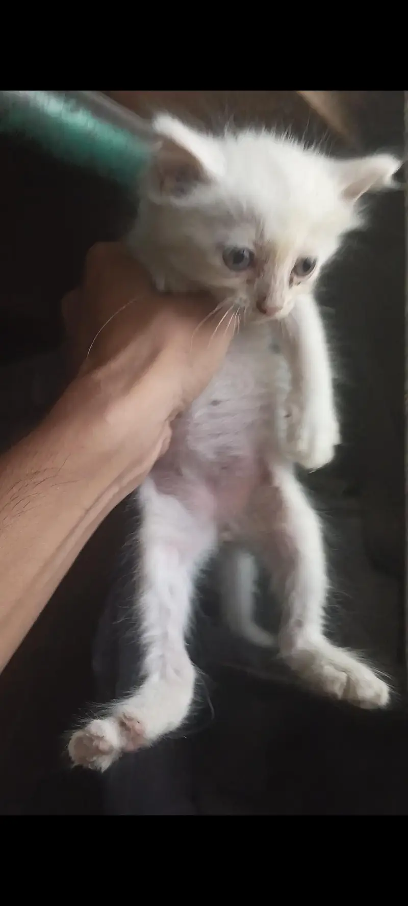 persion cat — photo 2