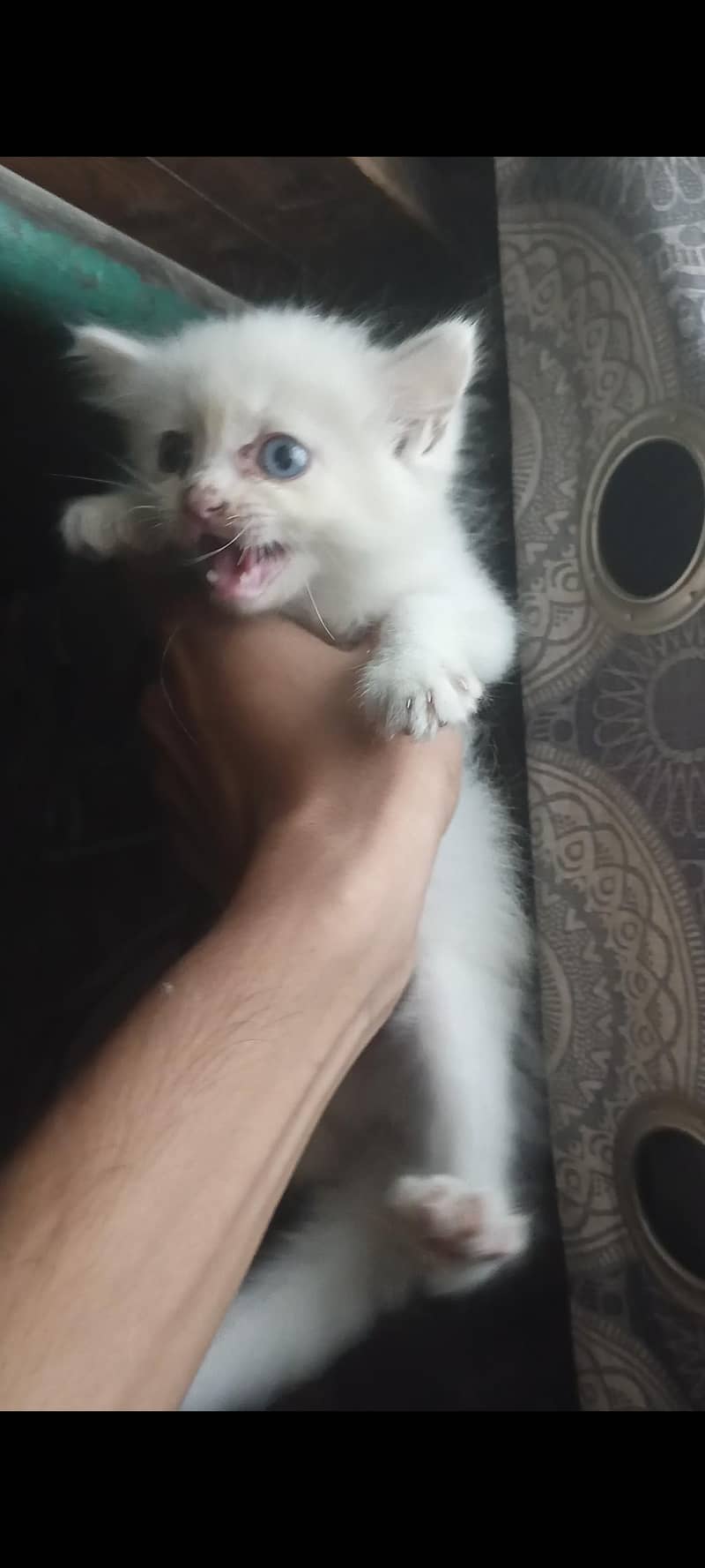 persion cat 2