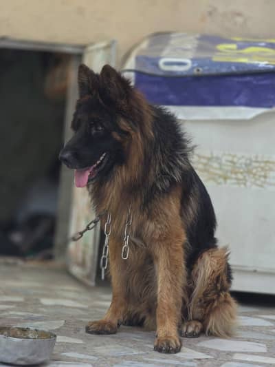 original German shepherd call me for details 03170432533