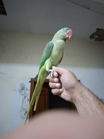 Raw Alexandrine Parrot – Healthy & Active