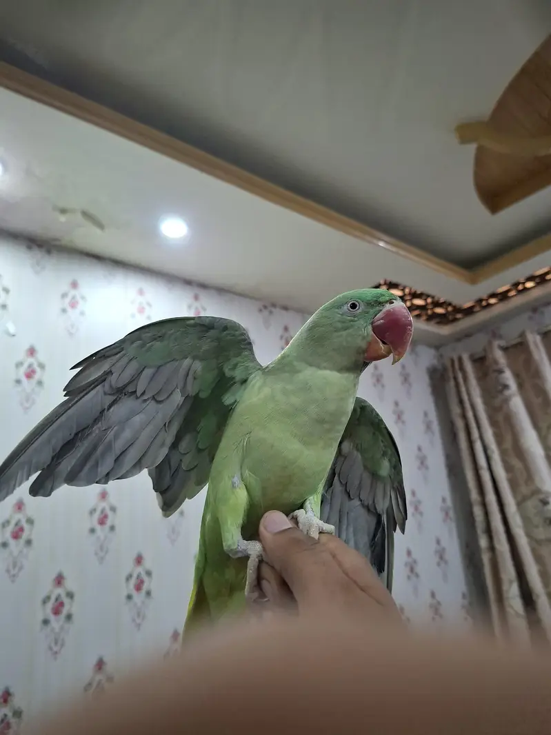 Raw Alexandrine Parrot – Healthy & Active — photo 2