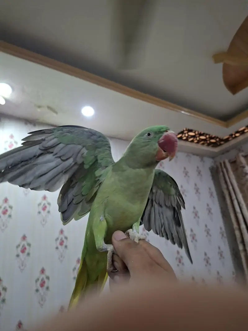 Raw Alexandrine Parrot – Healthy & Active — photo 3