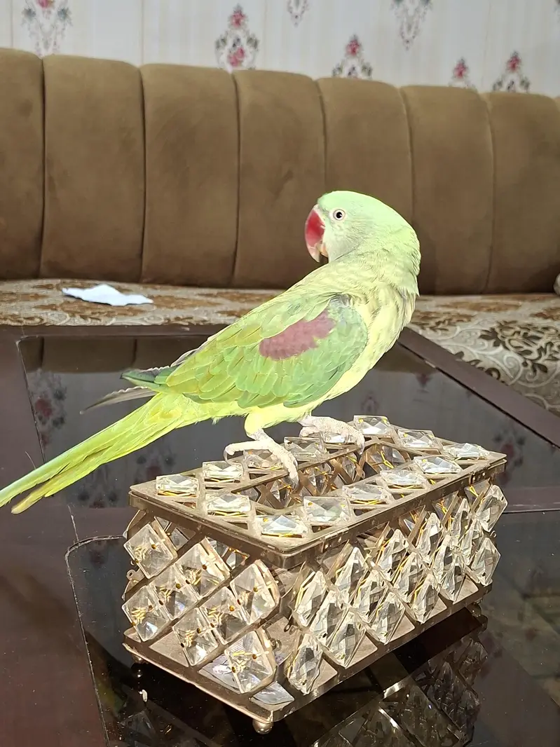 Raw Alexandrine Parrot – Healthy & Active — photo 4