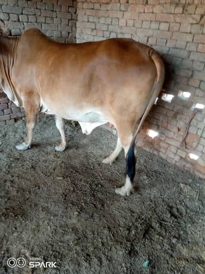 dasi hy g gahr my pali hy3 dafa soi hy masall6 kilo dod aik tame ka hy