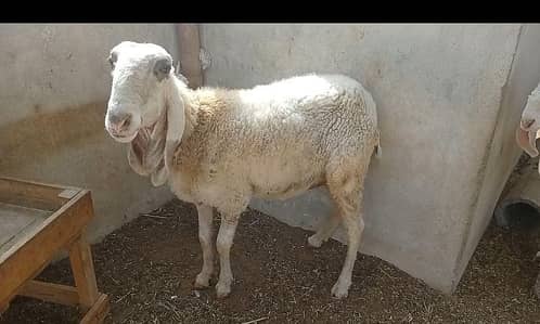 Larkana Dumbi