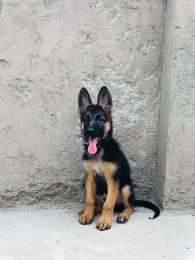 German shepherd