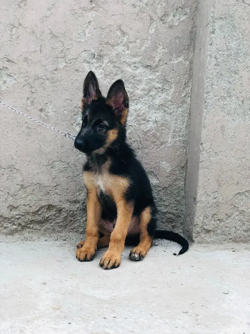 German shepherd — photo 2