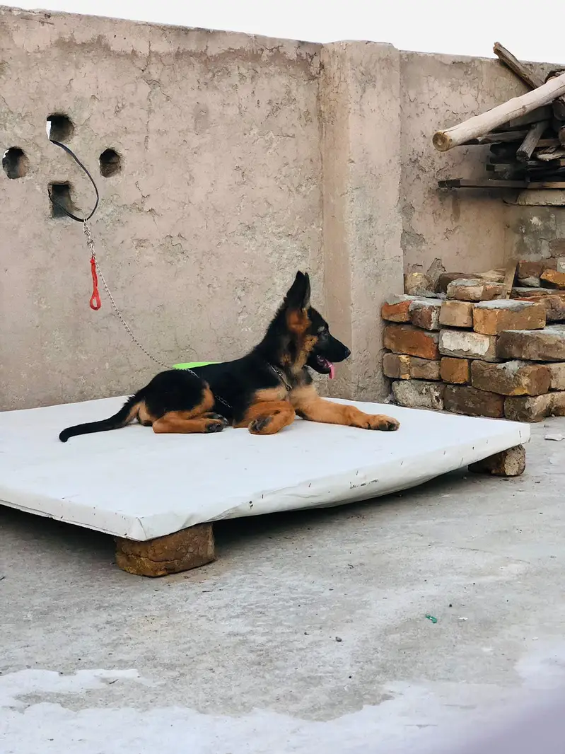 German shepherd — photo 3