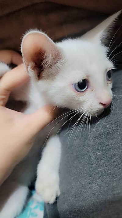 parsion cat for sale