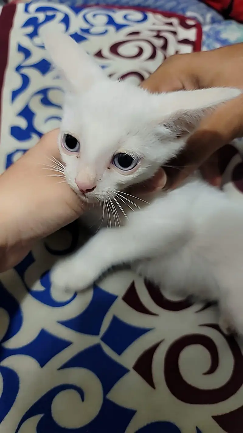 parsion cat for sale — photo 3