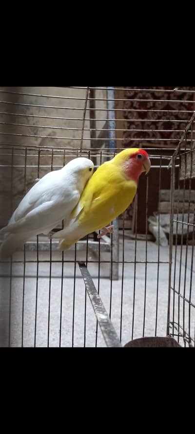 Love Birds breaded pair