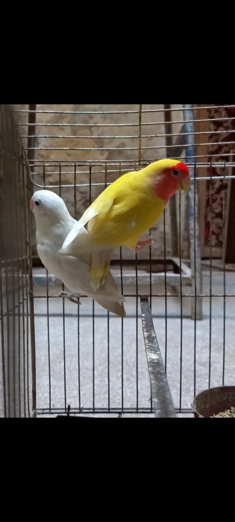 Love Birds breaded pair — photo 2