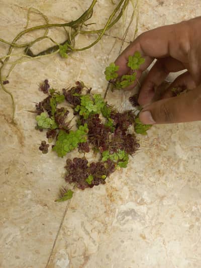 red rooted floater plants