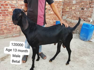 betal male